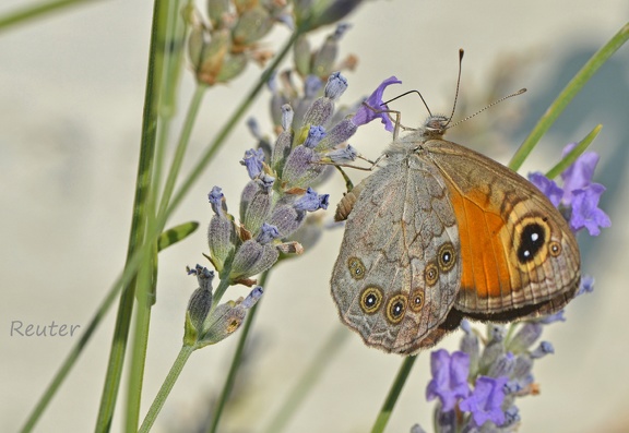 Braunauge (Lasiommata maera)